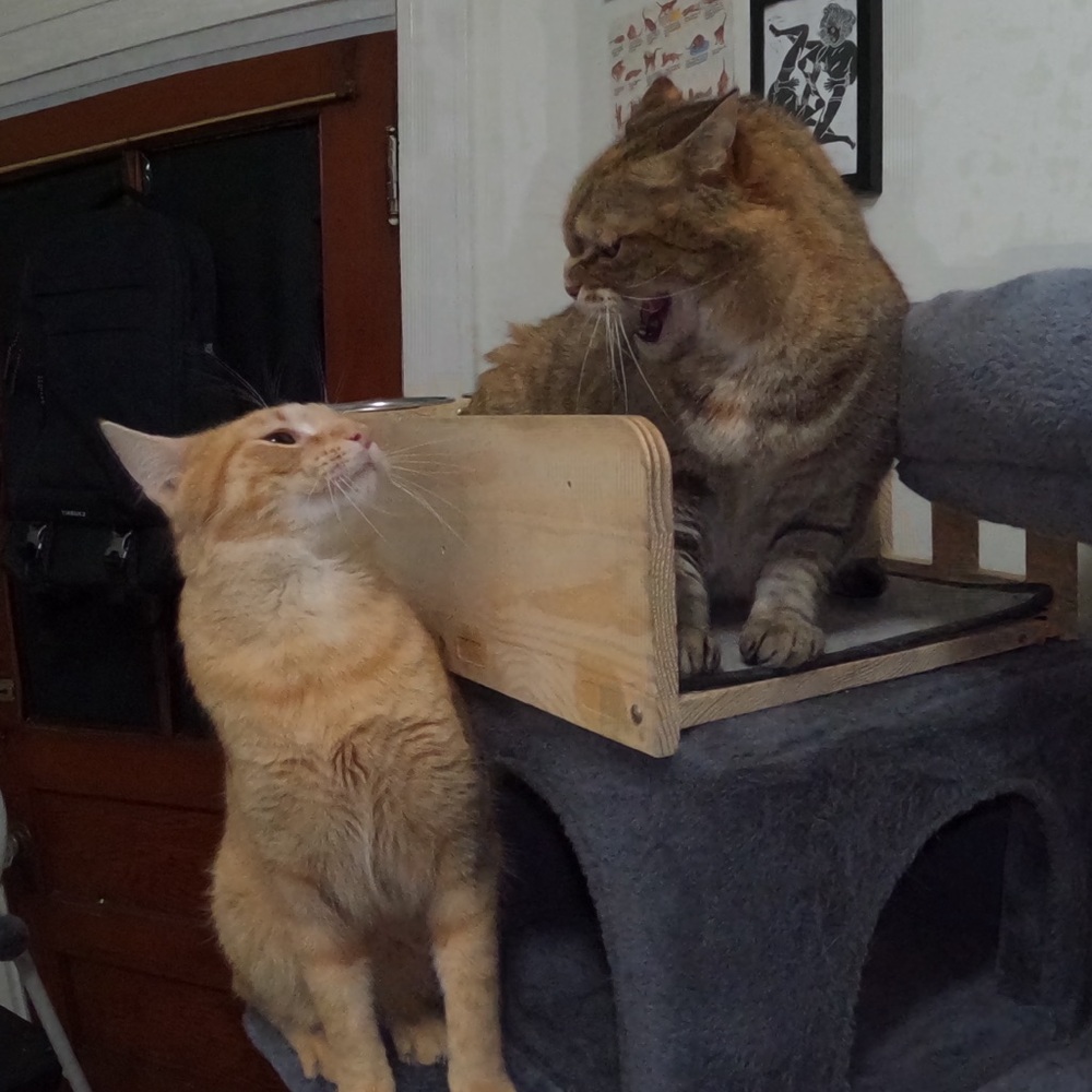 Meet your Posher, Amber